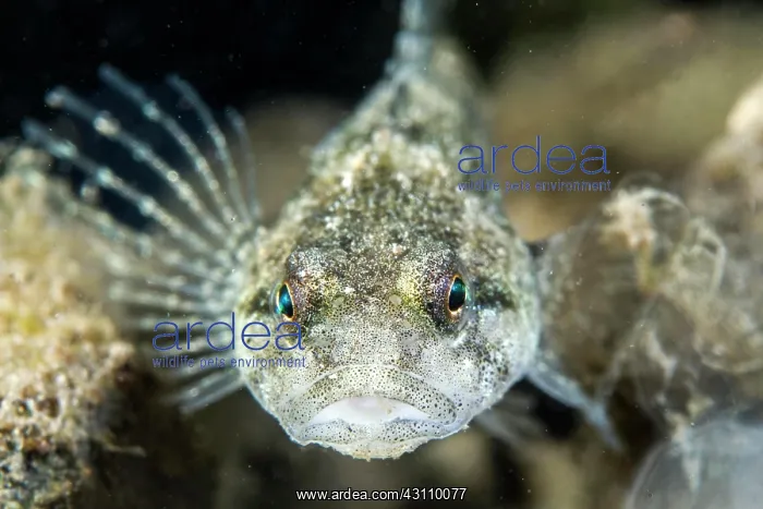: Lez sculpin (Cottus petiti), portrait, endemic to : Lez sculpin (Cottus petiti), portrait, endemic to