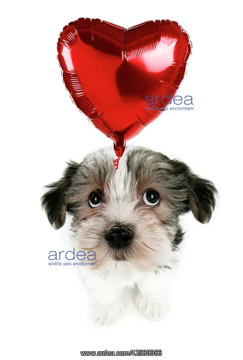 : Lhasa Apso cross Dog, puppy (7 weeks old) sitting : Lhasa Apso cross Dog, puppy (7 weeks old) sitting