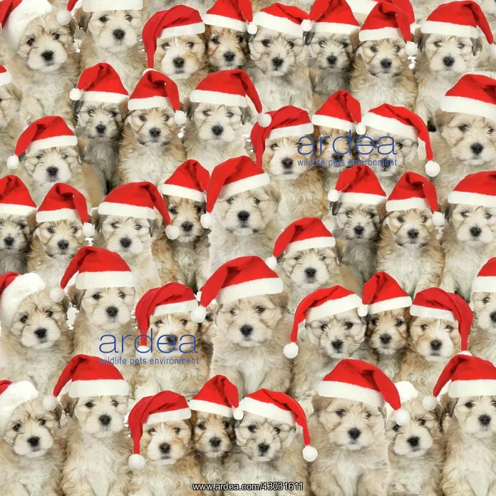 : Lhasa Apso cross Shih Tzu Dog, puppies wearing Christmas : Lhasa Apso cross Shih Tzu Dog, puppies wearing Christmas