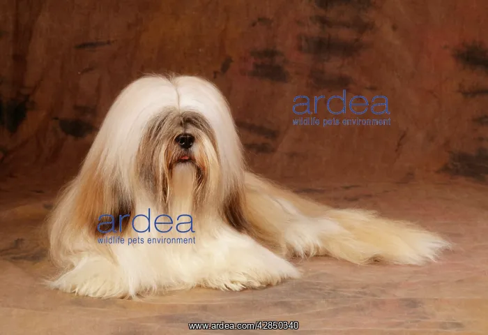  : Lhasa Apso Dog