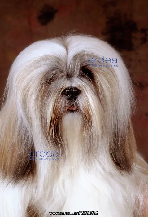 : Lhasa Apso DOG - close-up of head : Lhasa Apso DOG - close-up of head