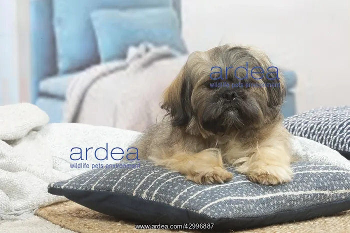 : Lhasa Apso dog indoors in the living room : Lhasa Apso dog indoors in the living room
