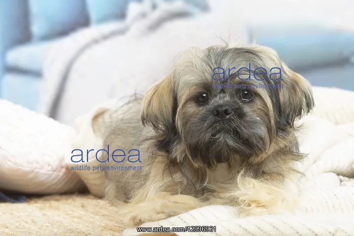 : Lhasa Apso dog indoors in the living room : Lhasa Apso dog indoors in the living room