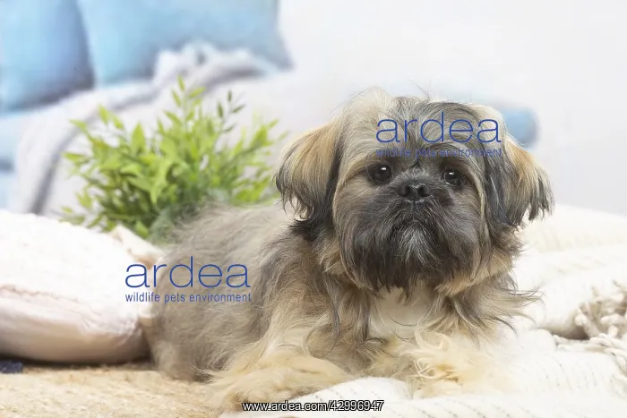 : Lhasa Apso dog indoors in the living room : Lhasa Apso dog indoors in the living room
