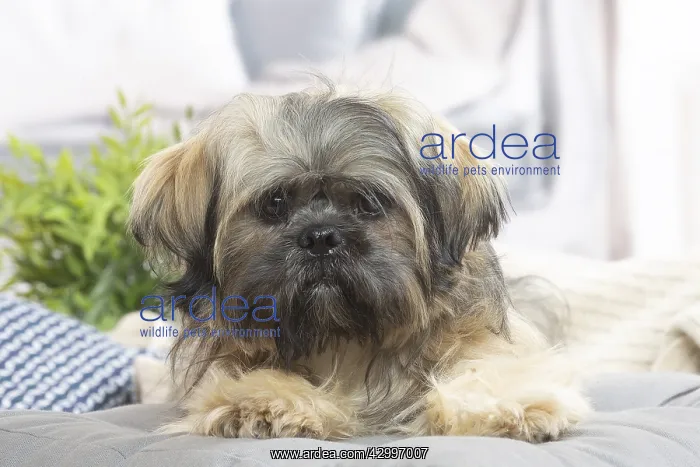  : Lhasa Apso dog indoors in the living room