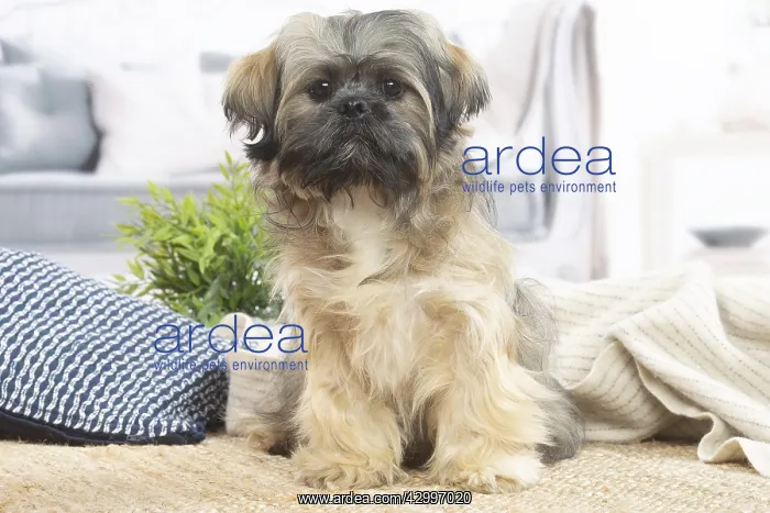 : Lhasa Apso dog indoors in the living room : Lhasa Apso dog indoors in the living room
