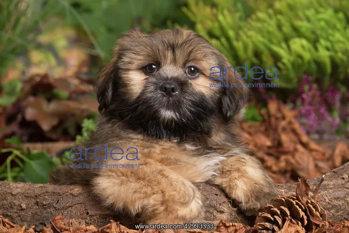 : Lhasa Apso dog outdoors in Autumn : Lhasa Apso dog outdoors in Autumn