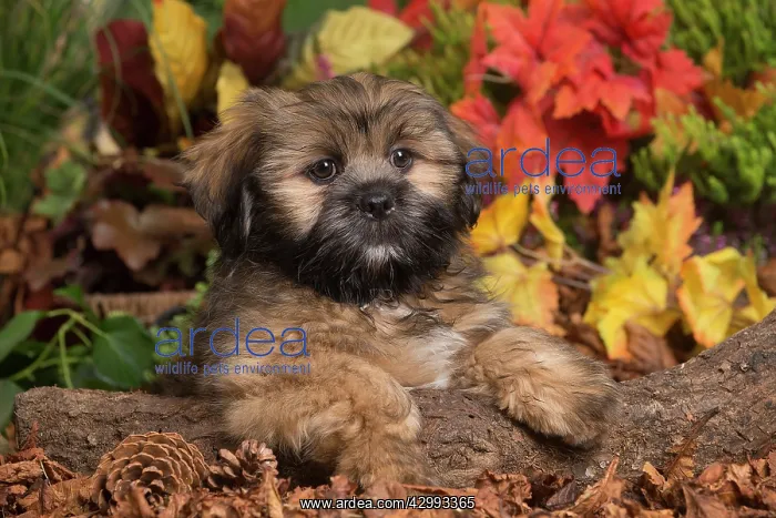 : Lhasa Apso dog outdoors in Autumn : Lhasa Apso dog outdoors in Autumn