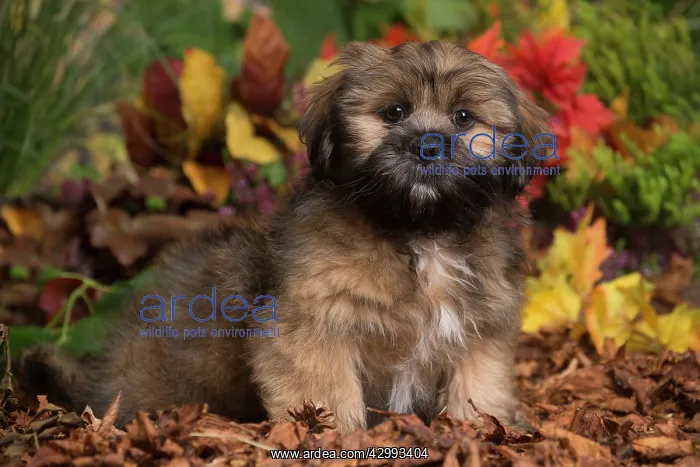 : Lhasa Apso dog outdoors in Autumn : Lhasa Apso dog outdoors in Autumn