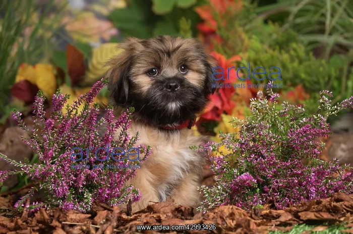 : Lhasa Apso dog outdoors in Autumn : Lhasa Apso dog outdoors in Autumn
