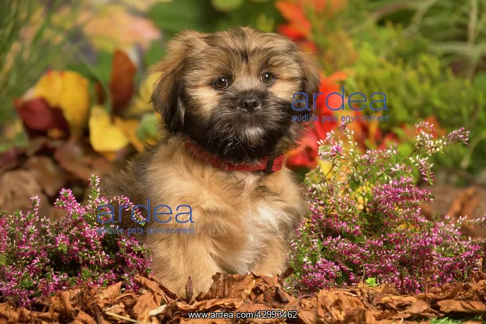 : Lhasa Apso dog outdoors in Autumn : Lhasa Apso dog outdoors in Autumn