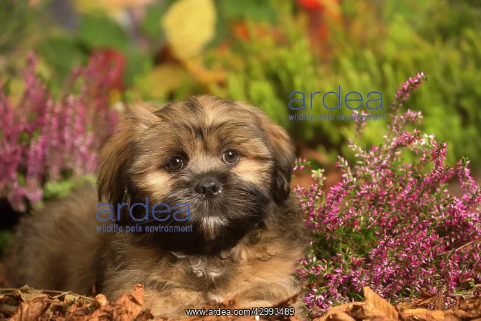 : Lhasa Apso dog outdoors in Autumn : Lhasa Apso dog outdoors in Autumn