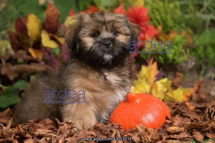 : Lhasa Apso dog outdoors in Autumn : Lhasa Apso dog outdoors in Autumn