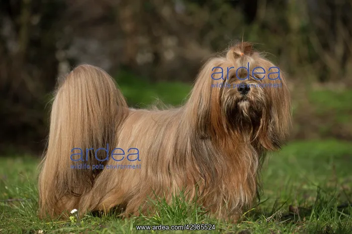  : Lhasa Apso dog outdoors in the garden