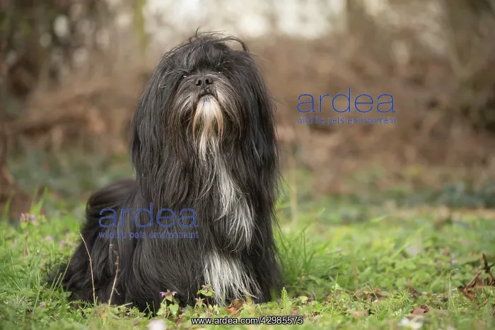 : Lhasa Apso dog outdoors in the garden : Lhasa Apso dog outdoors in the garden