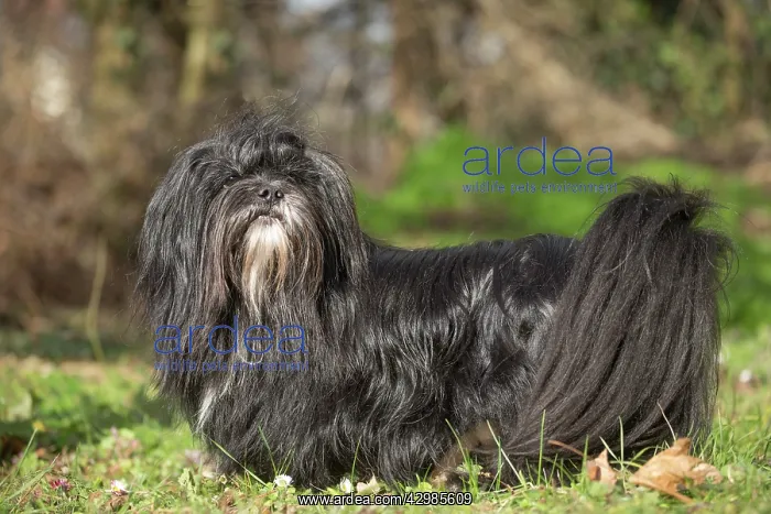 : Lhasa Apso dog outdoors in the garden : Lhasa Apso dog outdoors in the garden