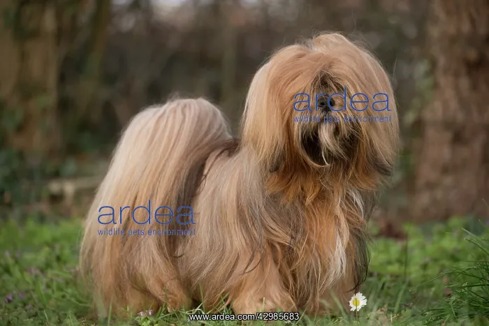 : Lhasa Apso dog outdoors in the garden : Lhasa Apso dog outdoors in the garden