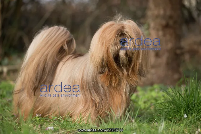 : Lhasa Apso dog outdoors in the garden : Lhasa Apso dog outdoors in the garden