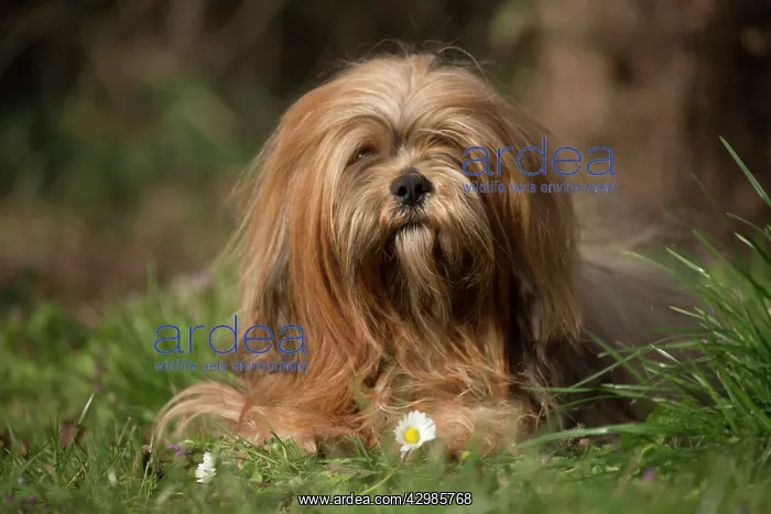 : Lhasa Apso dog outdoors in the garden : Lhasa Apso dog outdoors in the garden