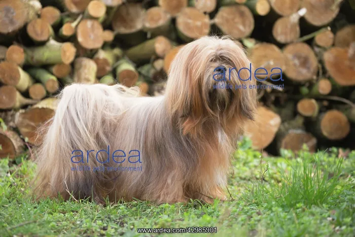 : Lhasa Apso dog outdoors in the garden : Lhasa Apso dog outdoors in the garden