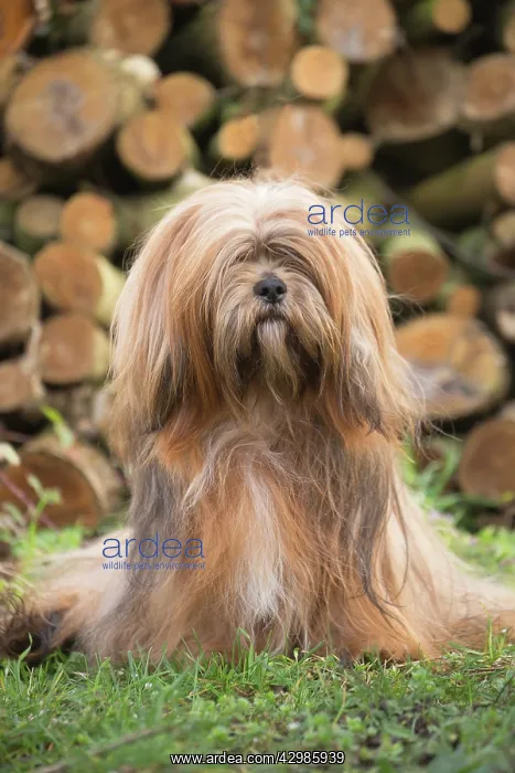 : Lhasa Apso dog outdoors in the garden : Lhasa Apso dog outdoors in the garden
