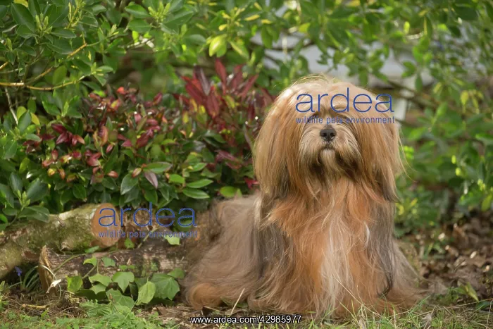 : Lhasa Apso dog outdoors in the garden : Lhasa Apso dog outdoors in the garden