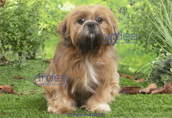: Lhasa Apso dog outdoors in the garden : Lhasa Apso dog outdoors in the garden