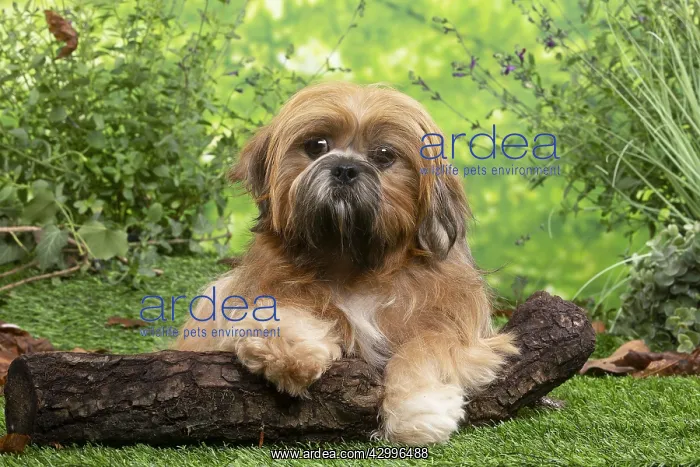 : Lhasa Apso dog outdoors in the garden : Lhasa Apso dog outdoors in the garden