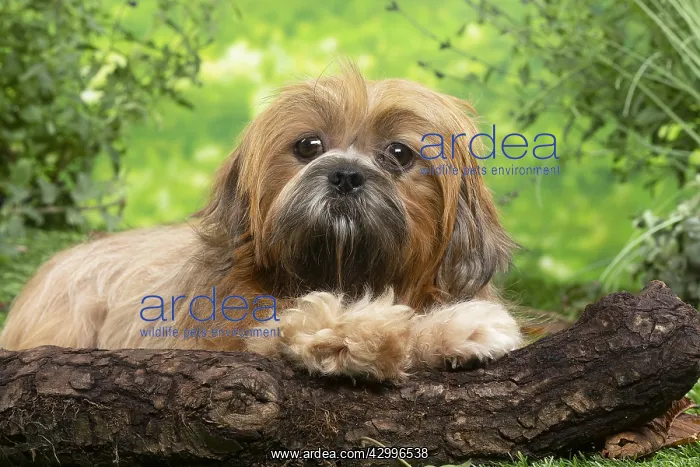 : Lhasa Apso dog outdoors in the garden : Lhasa Apso dog outdoors in the garden
