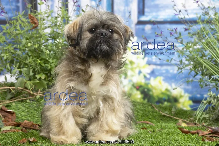 : Lhasa Apso dog outdoors in the garden : Lhasa Apso dog outdoors in the garden