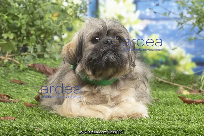 : Lhasa Apso dog outdoors in the garden : Lhasa Apso dog outdoors in the garden