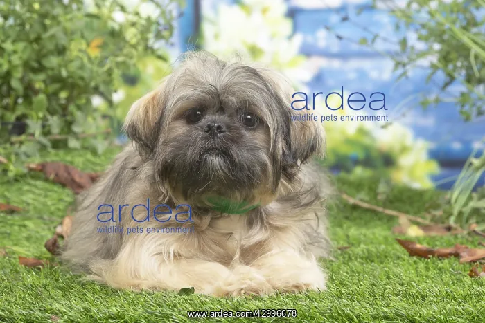 : Lhasa Apso dog outdoors in the garden : Lhasa Apso dog outdoors in the garden