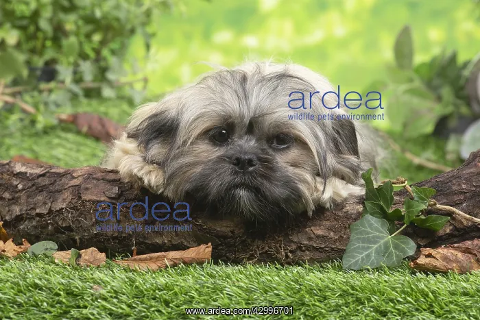 : Lhasa Apso dog outdoors in the garden : Lhasa Apso dog outdoors in the garden
