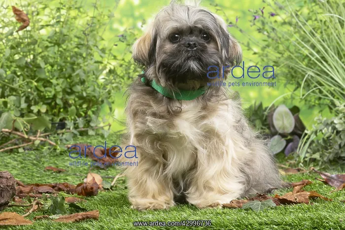 : Lhasa Apso dog outdoors in the garden : Lhasa Apso dog outdoors in the garden