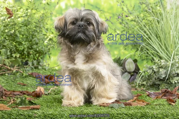 : Lhasa Apso dog outdoors in the garden : Lhasa Apso dog outdoors in the garden