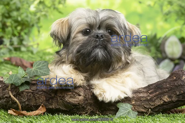 : Lhasa Apso dog outdoors in the garden : Lhasa Apso dog outdoors in the garden