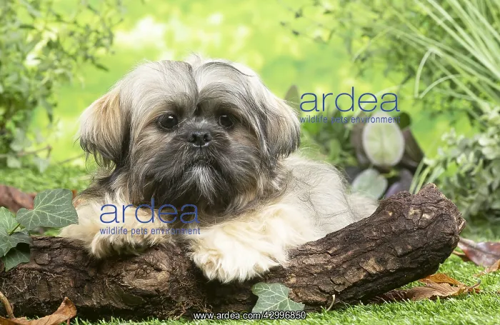  : Lhasa Apso dog outdoors in the garden