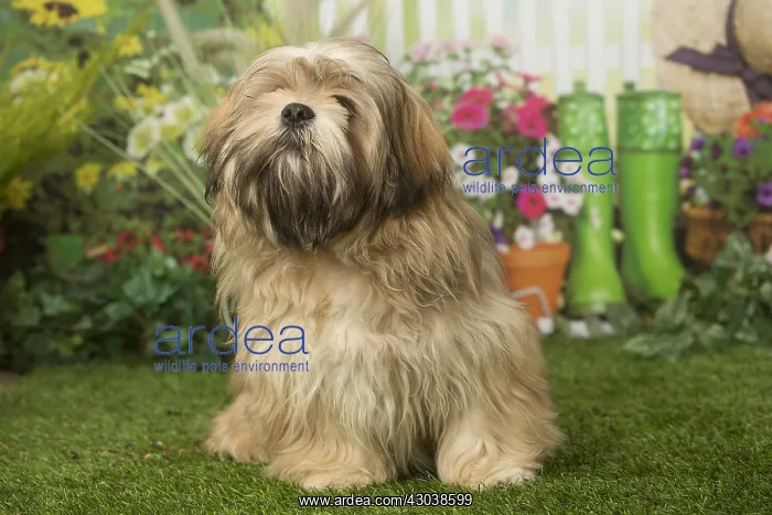  : Lhasa Apso dog outdoors in the garden
