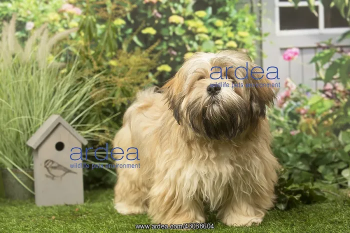  : Lhasa Apso dog outdoors in the garden