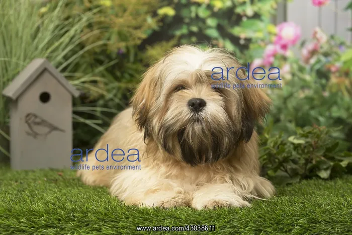  : Lhasa Apso dog outdoors in the garden