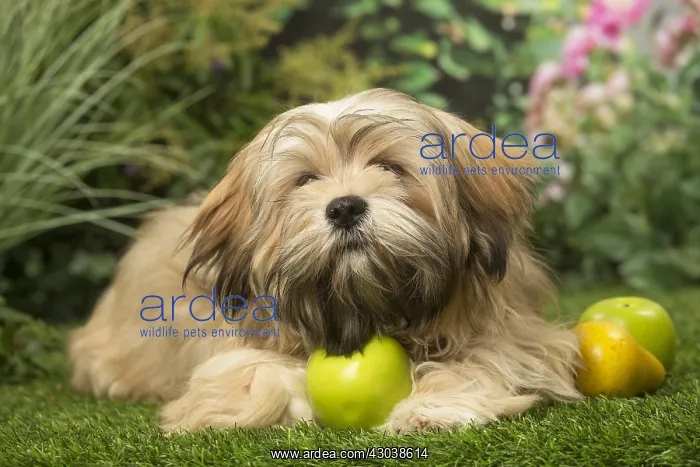  : Lhasa Apso dog outdoors in the garden