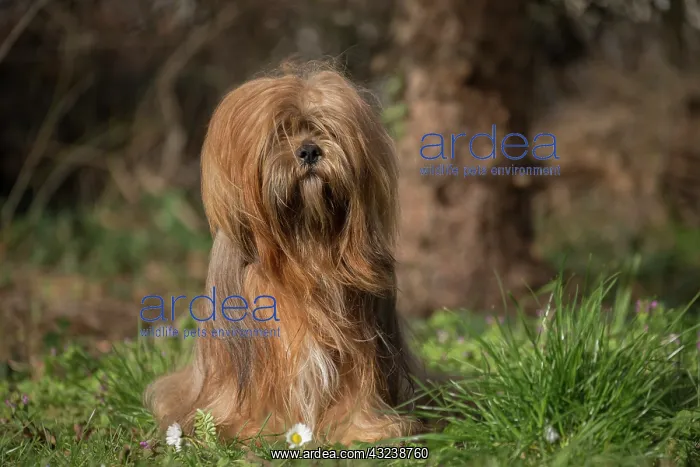 : Lhasa Apso dog outdoors in the garden : Lhasa Apso dog outdoors in the garden