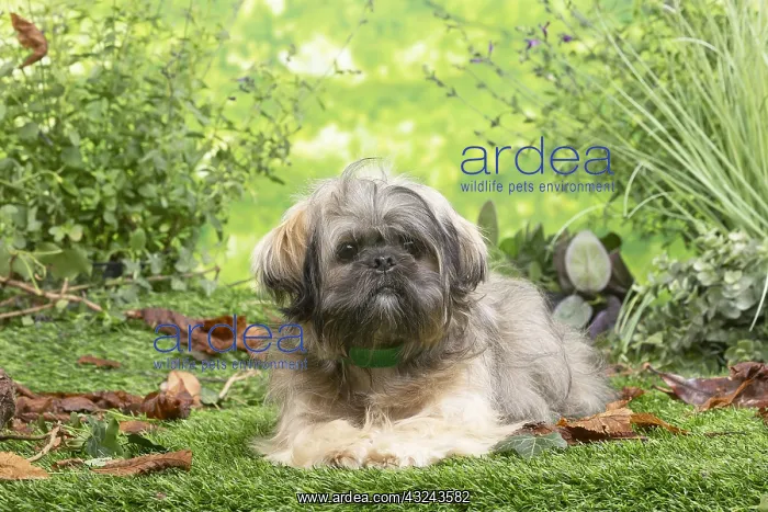 : Lhasa Apso dog outdoors in the garden : Lhasa Apso dog outdoors in the garden
