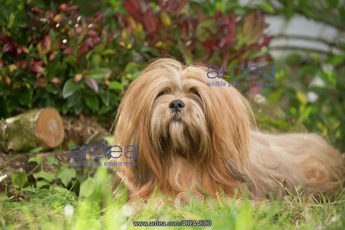 : Lhasa Apso dog outdoors in the garden : Lhasa Apso dog outdoors in the garden