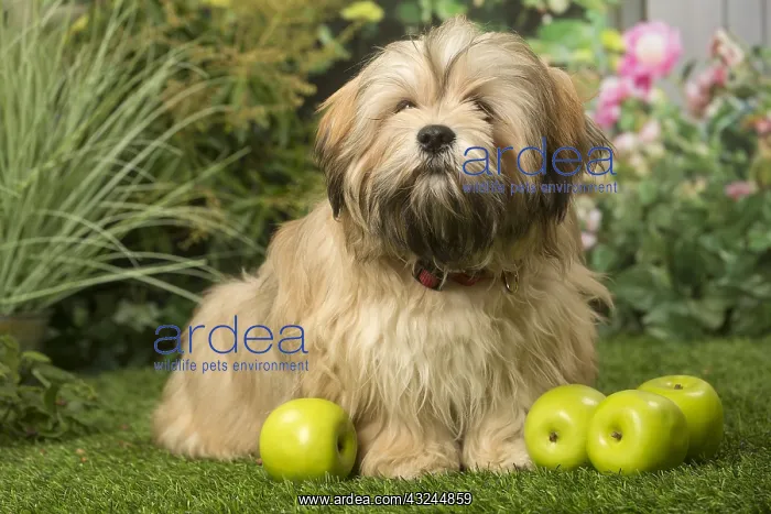  : Lhasa Apso dog outdoors in the garden