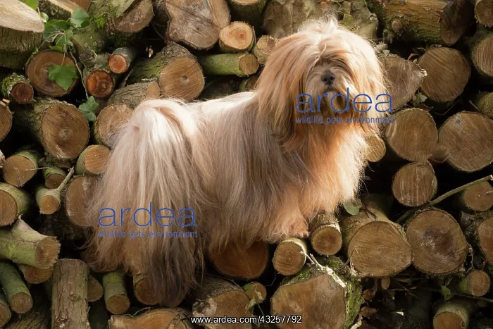 : Lhasa Apso dog outdoors in the garden : Lhasa Apso dog outdoors in the garden