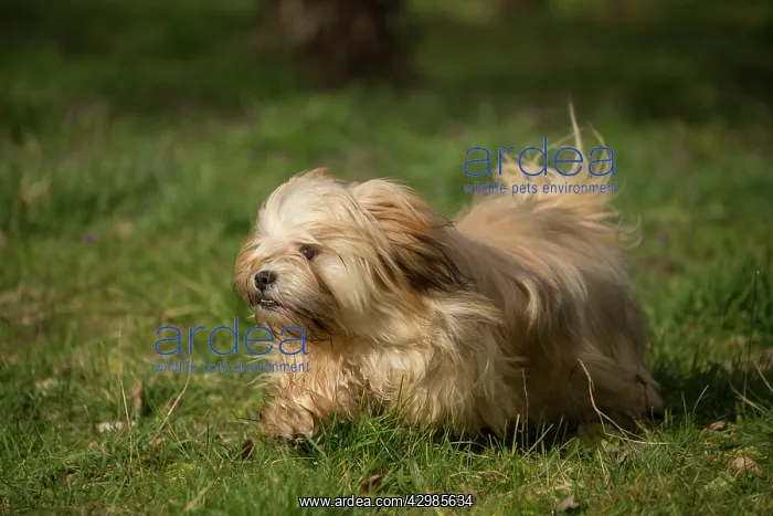 : Lhasa Apso dog outdoors running in the garden : Lhasa Apso dog outdoors running in the garden