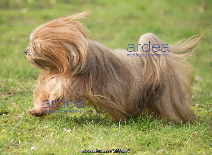 : Lhasa Apso dog outdoors running in the garden : Lhasa Apso dog outdoors running in the garden