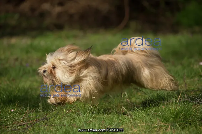 : Lhasa Apso dog outdoors running in the garden : Lhasa Apso dog outdoors running in the garden