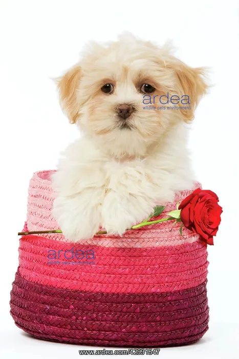 : Lhasa Apso Dog, puppy in pink raffia basket holding : Lhasa Apso Dog, puppy in pink raffia basket holding